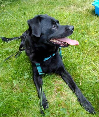 SCOTTY Santiano, Mischling - Rüde