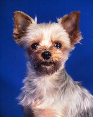 SELINA - sehr lieb und anhänglich, gelehrig, interessiert, katzenverträglich, Yorkshire Terrier - Hündin