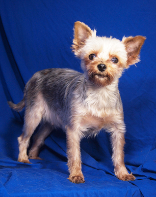 SELINA - sehr lieb und anhänglich, gelehrig, interessiert, katzenverträglich, Yorkshire Terrier - Hündin