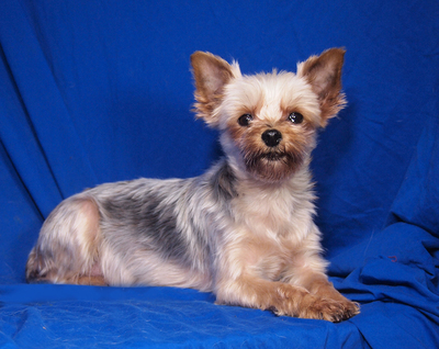 SELINA - sehr lieb und anhänglich, gelehrig, interessiert, katzenverträglich, Yorkshire Terrier - Hündin