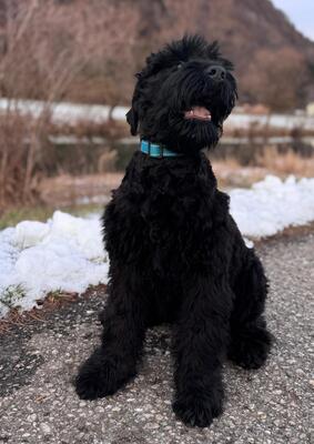 SELTENE SCHWARZE TERRIER WELPEN MIT STAMMBAUM, Russischer Schwarzer Terrier Welpen - Rüde