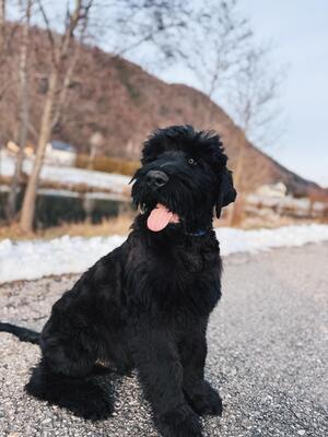 SELTENE SCHWARZE TERRIER WELPEN MIT STAMMBAUM, Russischer Schwarzer Terrier Welpen - Rüde