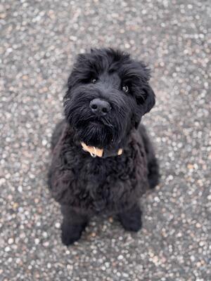 SELTENE SCHWARZE TERRIER WELPEN MIT STAMMBAUM, Russischer Schwarzer Terrier Welpen - Rüde