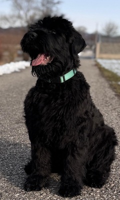 SELTENE SCHWARZE TERRIER WELPEN MIT STAMMBAUM, Russischer Schwarzer Terrier Welpen - Rüde