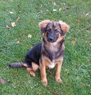 SELYNA, Mischling - Hündin