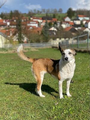 SENA, Schäferhundmischling - Hündin