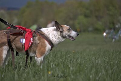 SENA, Schäferhundmischling - Hündin