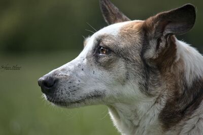 SENA, Schäferhundmischling - Hündin