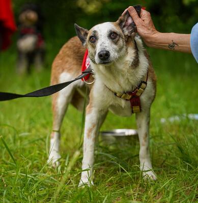 SENA, Schäferhundmischling - Hündin