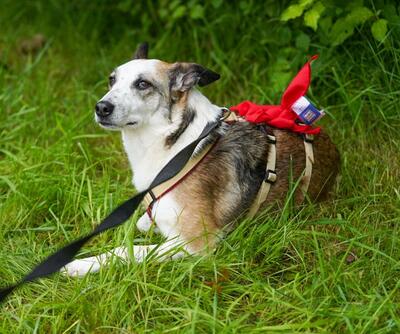 SENA, Schäferhundmischling - Hündin