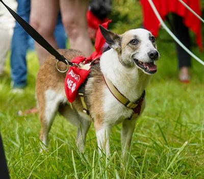 SENA, Schäferhundmischling - Hündin