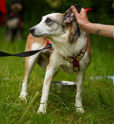 SENA, Schäferhundmischling - Hündin