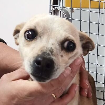 SERENA - Linares, Mischling - kastriert - Hündin