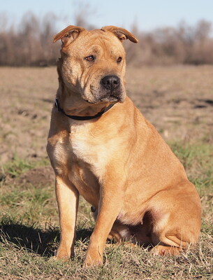 SHABA - offenes und sehr freundliches Wesen, ruhiges Gemüt, klug, gelehrig, Shar Pei Mischling - Hündin