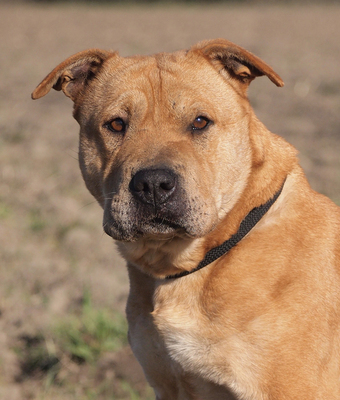 SHABA - offenes und sehr freundliches Wesen, ruhiges Gemüt, klug, gelehrig, Shar Pei Mischling - Hündin