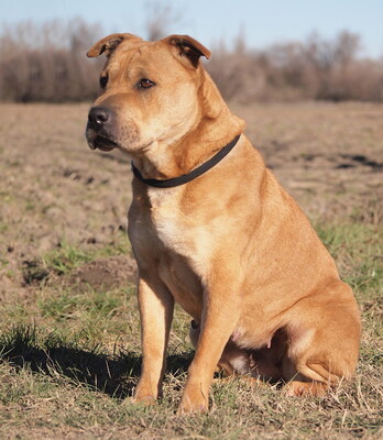 SHABA - offenes und sehr freundliches Wesen, ruhiges Gemüt, klug, gelehrig, Shar Pei Mischling - Hündin
