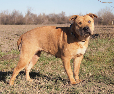SHABA - offenes und sehr freundliches Wesen, ruhiges Gemüt, klug, gelehrig, Shar Pei Mischling - Hündin