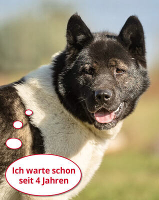 SHAKIRA - R E S E R V I E R T !!!!! sehr freundlich, bewegungsfreudig, außerordentlich intelligent, nicht zu Katzen, American Akita (Video auf HP) - Hündin