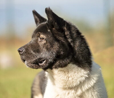SHAKIRA - R E S E R V I E R T !!!!! sehr freundlich, bewegungsfreudig, außerordentlich intelligent, nicht zu Katzen, American Akita (Video auf HP) - Hündin