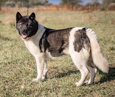 SHAKIRA - R E S E R V I E R T !!!!! sehr freundlich, bewegungsfreudig, außerordentlich intelligent, nicht zu Katzen, American Akita (Video auf HP) - Hündin