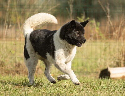 SHAKIRA - R E S E R V I E R T !!!!! sehr freundlich, bewegungsfreudig, außerordentlich intelligent, nicht zu Katzen, American Akita (Video auf HP) - Hündin