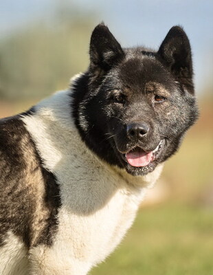 SHAKIRA - R E S E R V I E R T !!!!! sehr freundlich, bewegungsfreudig, außerordentlich intelligent, nicht zu Katzen, American Akita (Video auf HP) - Hündin