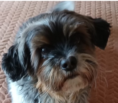 SHAKIRA, Shih Tzu/Yorkshire Terrier-Mischling - Hündin