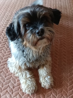 SHAKIRA, Shih Tzu/Yorkshire Terrier-Mischling - Hündin