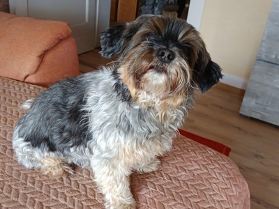 SHAKIRA, Shih Tzu/Yorkshire Terrier-Mischling - Hündin