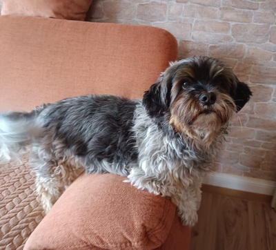 SHAKIRA, Shih Tzu/Yorkshire Terrier-Mischling - Hündin