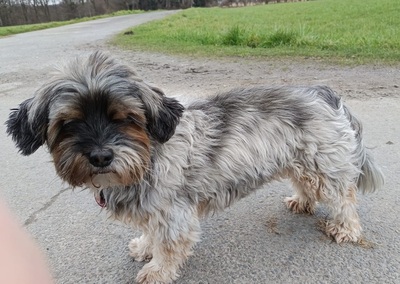 SHAKIRA, Shih Tzu/Yorkshire Terrier-Mischling - Hündin