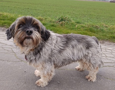 SHAKIRA, Shih Tzu/Yorkshire Terrier-Mischling - Hündin