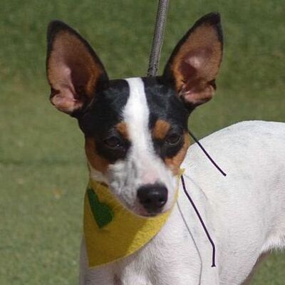 SHANA - Linares, Bodeguero-Andaluz - kastriert - Hündin