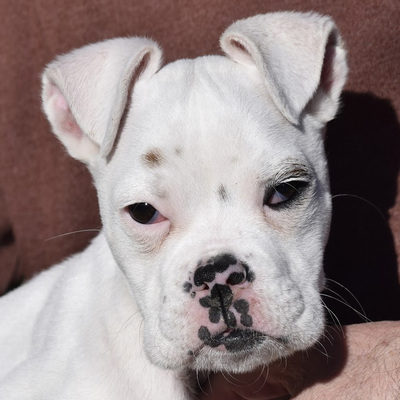 SHARON - Ubeda - NOTFALL!!!, Boxer - unkastriert Welpen - Hündin