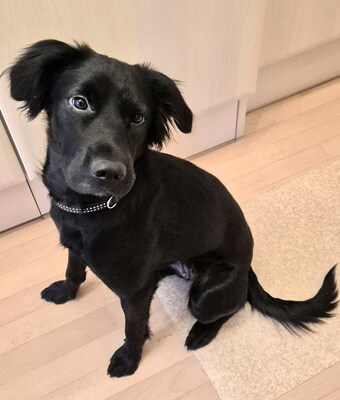 SHELLY - liebesbedürftig, sucht Körperkontakt zu ihren Menschen, aktiv, gut mit Futter motivierbar, mag Spielzeug, liebt Spaziergänge,