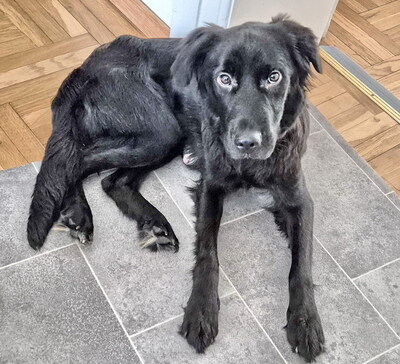 SHELLY - liebesbedürftig, sucht Körperkontakt zu ihren Menschen, aktiv, gut mit Futter motivierbar, mag Spielzeug, liebt Spaziergänge,, Mischling (Video auf HP) - Betreuungsplatz Steiermark - Hündin