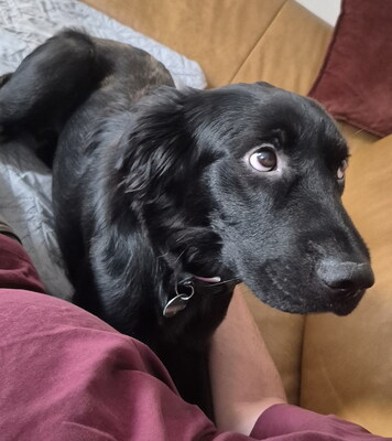 SHELLY - liebesbedürftig, sucht Körperkontakt zu ihren Menschen, aktiv, gut mit Futter motivierbar, mag Spielzeug, liebt Spaziergänge,, Mischling (Video auf HP) - Betreuungsplatz Steiermark - Hündin