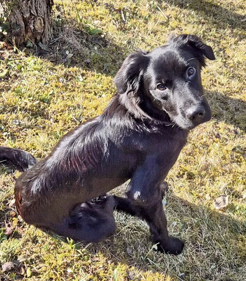 SHELLY - sehr lieb, sanft und liebesbedürftig, gut mit Futter motivierbar, mag Spielzeug