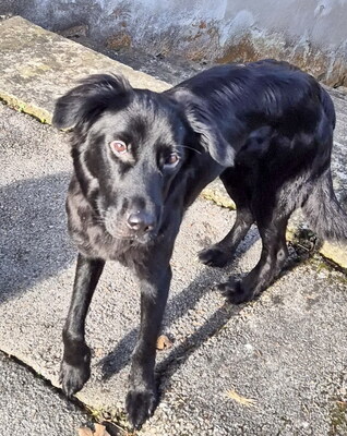 SHELLY - sehr lieb, sanft und liebesbedürftig, gut mit Futter motivierbar, mag Spielzeug, Mischling (Video auf HP) - Betreuungsplatz Steiermark - Hündin