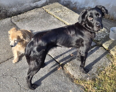 SHELLY - sehr lieb, sanft und liebesbedürftig, gut mit Futter motivierbar, mag Spielzeug, Mischling (Video auf HP) - Betreuungsplatz Steiermark - Hündin