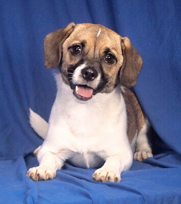 SHERRY - sehr freundlich, offenes Wesen, anhänglich, neugierig, lebhaft, gelehrig