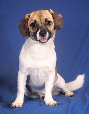 SHERRY - sehr freundlich, offenes Wesen, anhänglich, neugierig, lebhaft, gelehrig, Mischling - Hündin