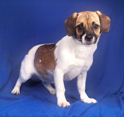 SHERRY - sehr freundlich, offenes Wesen, anhänglich, neugierig, lebhaft, gelehrig, Mischling - Hündin