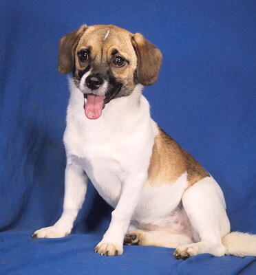 SHERRY - sehr freundlich, offenes Wesen, anhänglich, neugierig, lebhaft, gelehrig, Mischling - Hündin