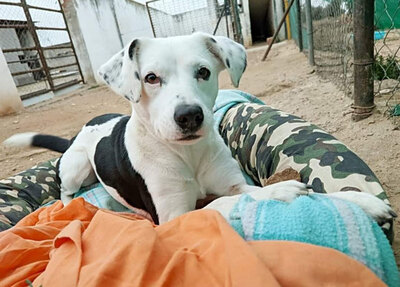 SHIVA (w)- selbstbewusst, gesellig, Mischling - Hündin