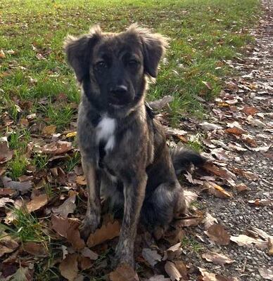 SIBYLA, Mischling - Hündin