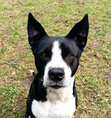 SILIA, Mischling - Hündin