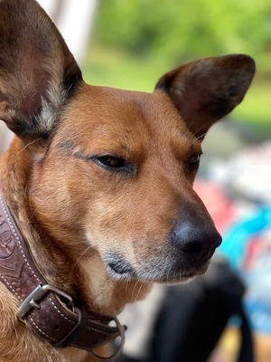 SILVER Ludwig wartet in Tirol auf eine Familie mit viel Zeit, Mischling - Rüde