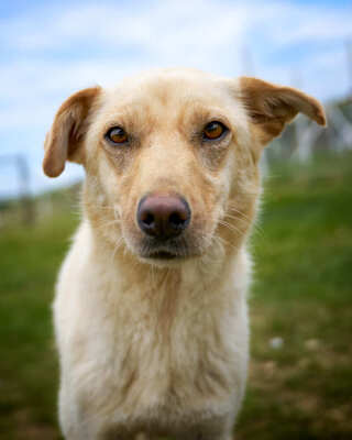 SILVI - R E S E R V I E R T !!!!! fröhlich, lebhaft, bewegungsfreudig, verspielt, zunächst vorsichtig gegenüber Unbekannten, geeignet für Familien mit Kindern, Mischling (Video auf HP) - Hündin
