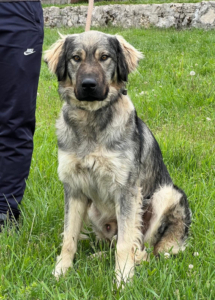 SIMBA - Herdenschutzmischling sucht Zuhause mit Beschäftigung - NOTFALL, SIMBA - Herdenschutzmischling sucht Zuhause mit Beschäftigung - NOTFALL - Rüde